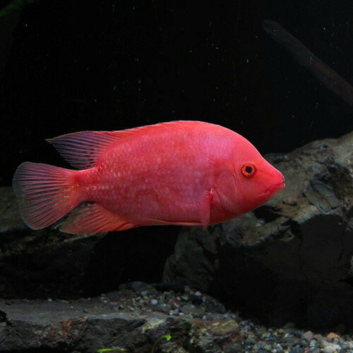 楽天市場 熱帯魚 生体 ローズクイーン シクリッド 約1３cm １匹 水槽 熱帯魚 観賞魚 飼育 生体 通販 販売 アクアリウム あくありうむ 小型 ネオス 楽天市場店