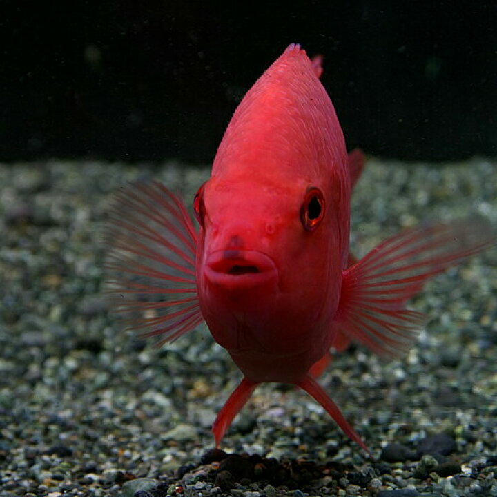 楽天市場】(熱帯魚 生体)ローズクイーン シクリッド （約13cm）（1 