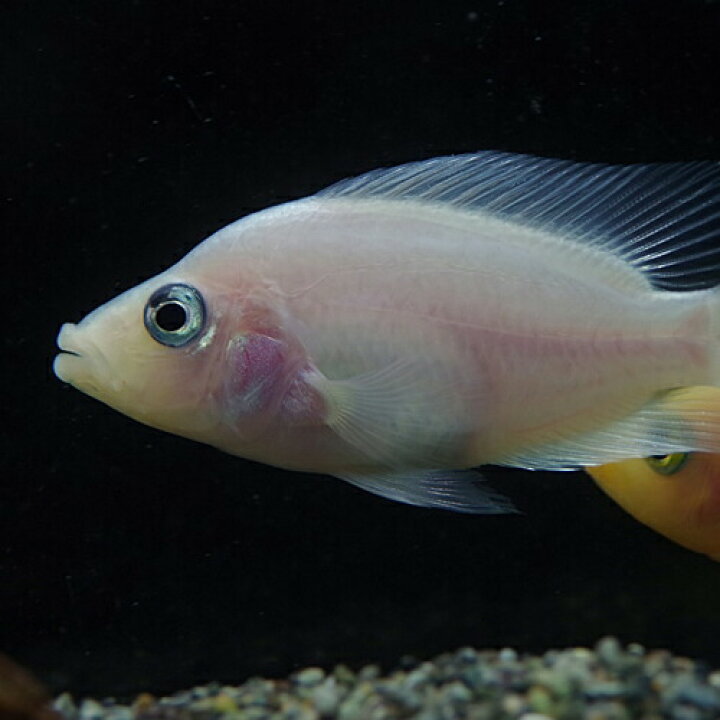 楽天市場 熱帯魚 生体 フラミンゴシクリッドaグレード 約５ ６cm １匹 水槽 熱帯魚 観賞魚 飼育 生体 通販 販売 アクアリウム あくありうむ 小型 ネオス 楽天市場店
