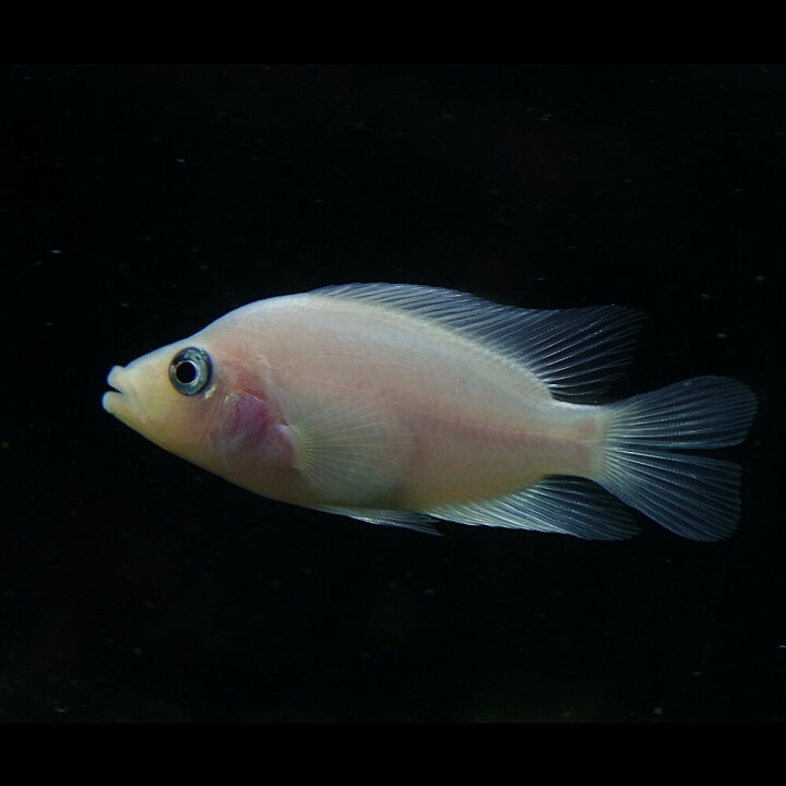 楽天市場 熱帯魚 生体 フラミンゴシクリッドaグレード 約５ ６cm １匹 水槽 熱帯魚 観賞魚 飼育 生体 通販 販売 アクアリウム あくありうむ 小型 ネオス 楽天市場店