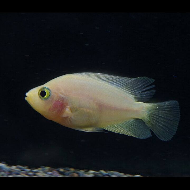 楽天市場 熱帯魚 生体 フラミンゴシクリッドaグレード 約５ ６cm １匹 水槽 熱帯魚 観賞魚 飼育 生体 通販 販売 アクアリウム あくありうむ 小型 ネオス 楽天市場店