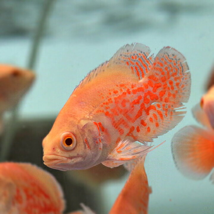 楽天市場】(熱帯魚 生体)アルビノルビーレッドオスカー （約8cm）（1 