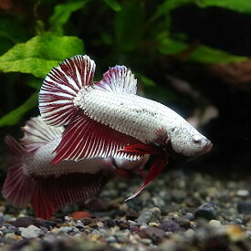 楽天市場 熱帯魚 ベタの通販