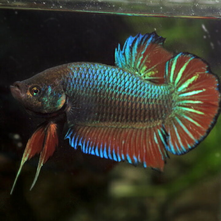 楽天市場】(熱帯魚 生体)(熱帯魚 ベタ)ベタ プラガットジャンボ オス 