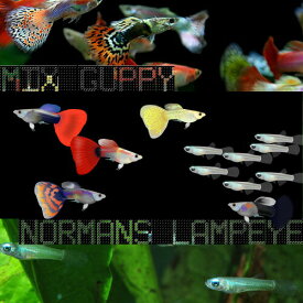 (熱帯魚 生体)( オススメ)ミックスグッピー【外国産】（約3cm）（5ペア） ＋ アフリカンランプアイ（約2cm）（10匹）【水槽/熱帯魚/観賞魚/飼育】【生体】【通販/販売】【アクアリウム/あくありうむ】【小型】