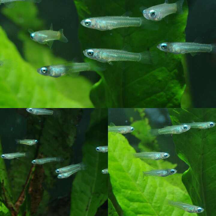 楽天市場 熱帯魚 生体 アフリカンランプアイ 約１ ５cm １０匹 水槽 熱帯魚 観賞魚 飼育 生体 通販 販売 アクアリウム あくありうむ ネオス 楽天市場店