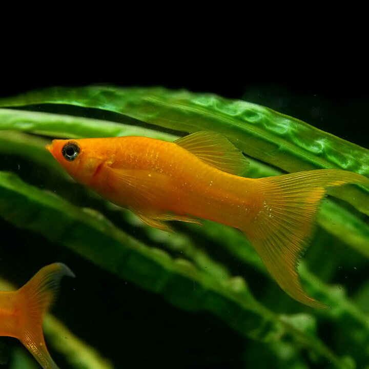 楽天市場 熱帯魚 生体 オレンジライヤーモーリー 約4cm 12匹 水槽 熱帯魚 観賞魚 飼育 生体 通販 販売 アクアリウム あくありうむ 小型 ネオス 楽天市場店 楽天市場 熱帯魚 生体 オレンジライヤーモーリー 約4cm 12匹 水槽 熱帯魚 観賞魚 飼育 生体 通販 販売 アクアリウム あくありうむ 小型 ネオス 楽天市場店