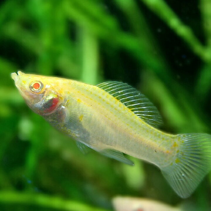 楽天市場 熱帯魚 生体 アルビノモーリー 約３cm ３匹 水槽 熱帯魚 観賞魚 飼育 生体 通販 販売 アクアリウム あくありうむ 小型 ネオス 楽天市場店
