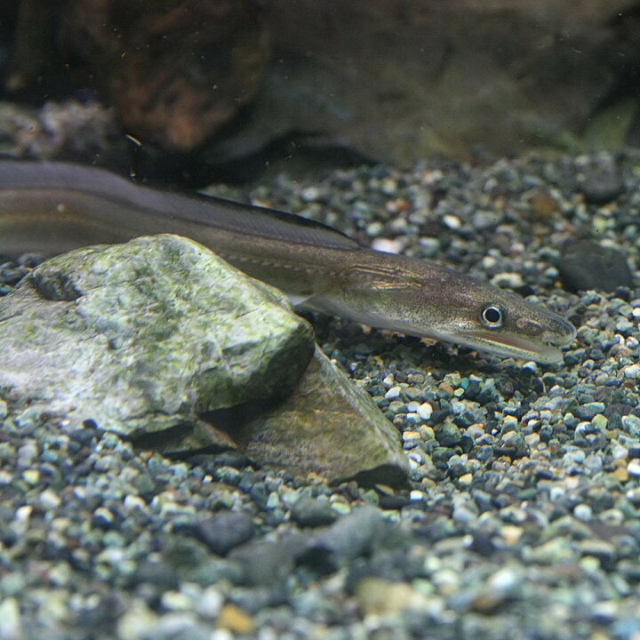 楽天市場 熱帯魚 生体 インド淡水ハモ 約２５cm １匹 水槽 熱帯魚 観賞魚 飼育 生体 通販 販売 アクアリウム あくありうむ 小型 ネオス 楽天市場店
