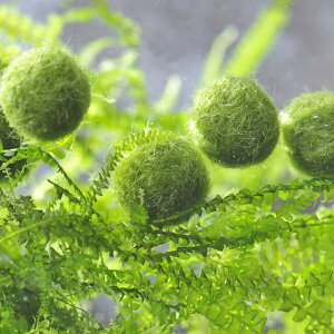 (水草)国産 ミニ マリモ (約1cm)(3個)【水槽/熱帯魚/観賞魚/飼育】【生体】【通販/販売】【アクアリウム/あくありうむ】【小型】