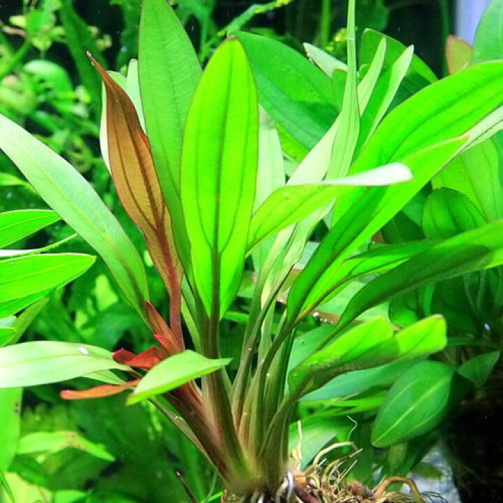 楽天市場 水草 エキノドルス ルビンレッド 1ポット 水槽 熱帯魚 観賞魚 飼育 生体 通販 販売 アクアリウム あくありうむ 小型 ネオス 楽天市場店 楽天市場 水草 エキノドルス ルビンレッド 1ポット 水槽 熱帯魚 観賞魚 飼育 生体 通販 販売 アクアリウム あくありうむ 小型 ネオス 楽天市場店