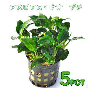 (水草)アヌビアスナナ プチ (5ポット)【水槽/熱帯魚/観賞魚/飼育】【生体】【通販/販売】【アクアリウム/あくありうむ】【小型】