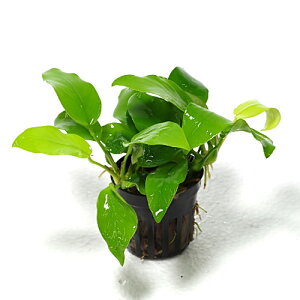 (水草)アヌビアスナナ ゴールド (1ポット)【水槽/熱帯魚/観賞魚/飼育】【生体】【通販/販売】【アクアリウム/あくありうむ】【小型】