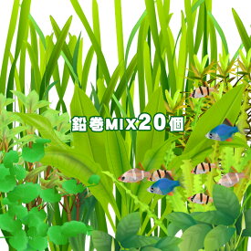 楽天市場 水草 送料無料の通販