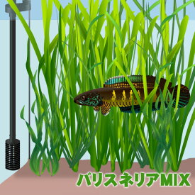 楽天市場 バリスネリア ナナの通販