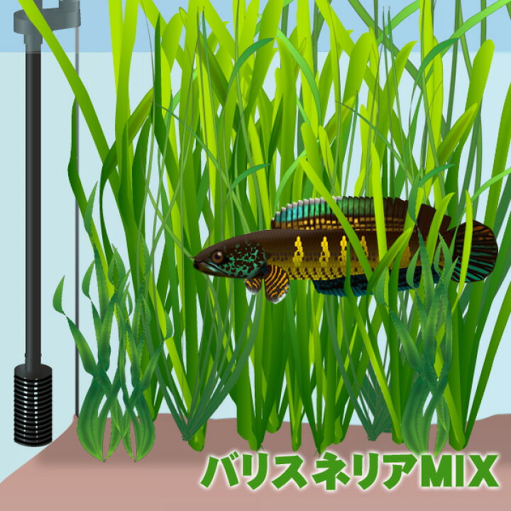 楽天市場 水草 バリスネリア Mix 50本 水槽 熱帯魚 観賞魚 飼育 生体 通販 販売 アクアリウム あくありうむ 小型 ネオス 楽天市場店