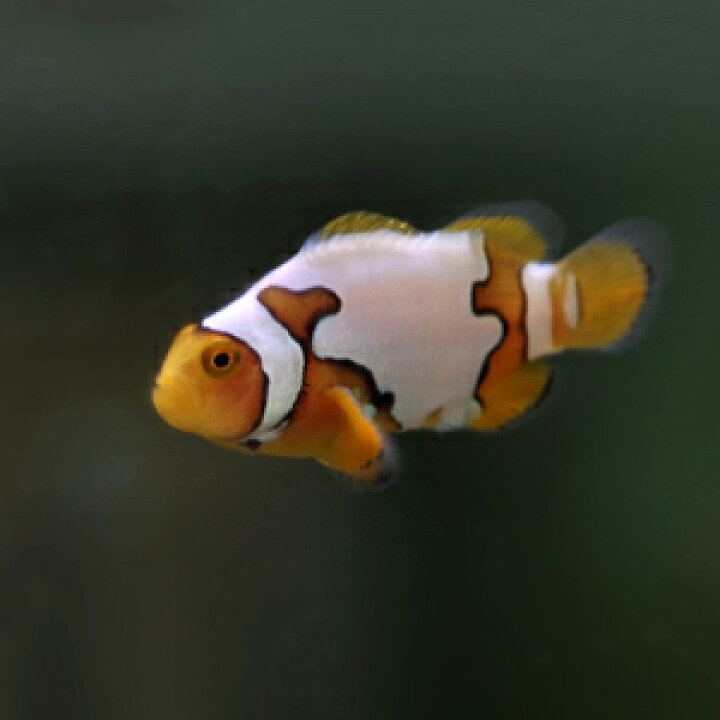 楽天市場 海水魚 ペルクラクラウン ピカソ ブリード 約３cm １匹 水槽 熱帯魚 観賞魚 飼育 生体 通販 販売 アクアリウム あくありうむ 小型 ネオス 楽天市場店