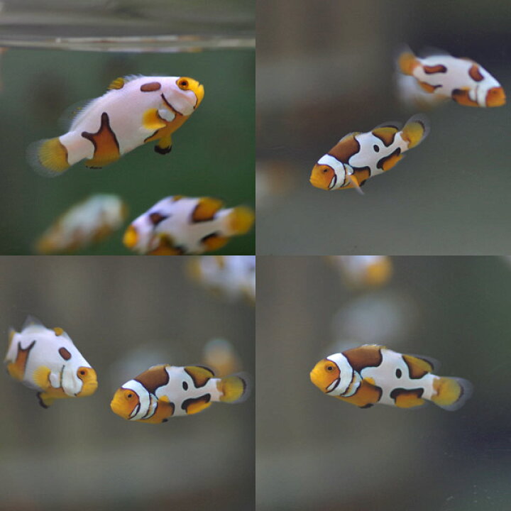 楽天市場 海水魚 ペルクラクラウン ピカソ ブリード 約３cm １匹 水槽 熱帯魚 観賞魚 飼育 生体 通販 販売 アクアリウム あくありうむ 小型 ネオス 楽天市場店