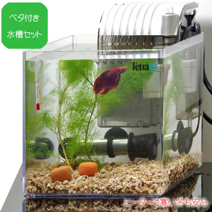 楽天市場 ベタ飼育セット ベーシック 水槽タイプ 水槽セット 飼育セット 水槽 熱帯魚 観賞魚 飼育 セット水槽 オブジェ 生体 通販 販売 アクアリウム あくありうむ 小型 ネオス 楽天市場店 楽天市場 ベタ飼育セット ベーシック 水槽タイプ 水槽セット 飼育セット 水槽 熱帯魚 観賞魚 飼育 セット水槽 オブジェ 生体 通販 販売 アクアリウム あくありうむ 小型 ネオス 楽天市場店