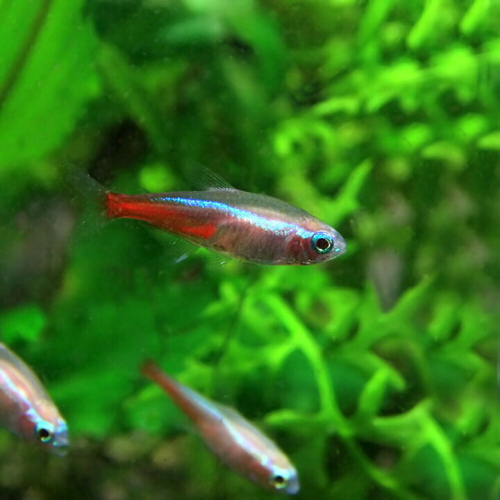 楽天市場 熱帯魚 生体 ニューレッドゴールデンネオンテトラ 約２cm １０匹 水槽 熱帯魚 観賞魚 飼育 生体 通販 販売 アクアリウム あくありうむ 小型 ネオス 楽天市場店