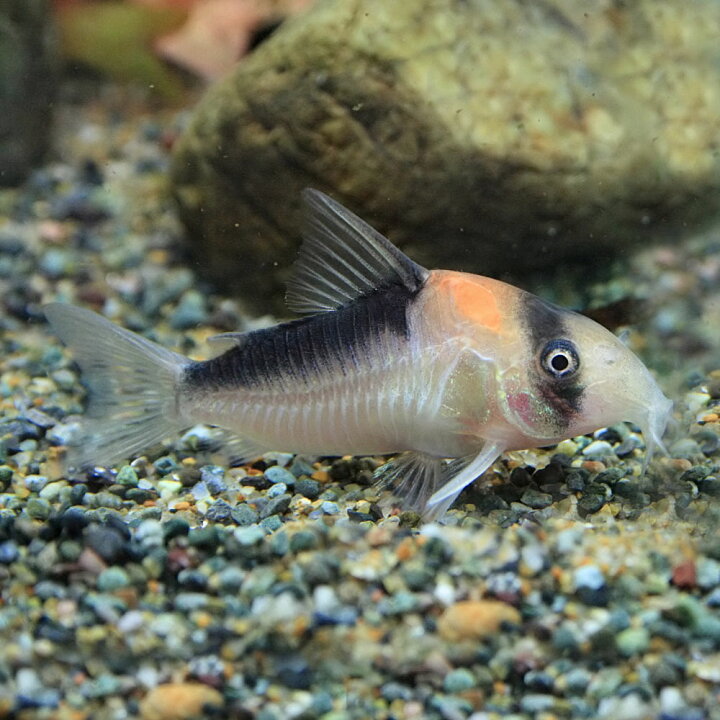 楽天市場 熱帯魚 生体 コリドラス アドルフォイ 約３cm １匹 水槽 熱帯魚 観賞魚 飼育 生体 通販 販売 アクアリウム あくありうむ 小型 ネオス 楽天市場店