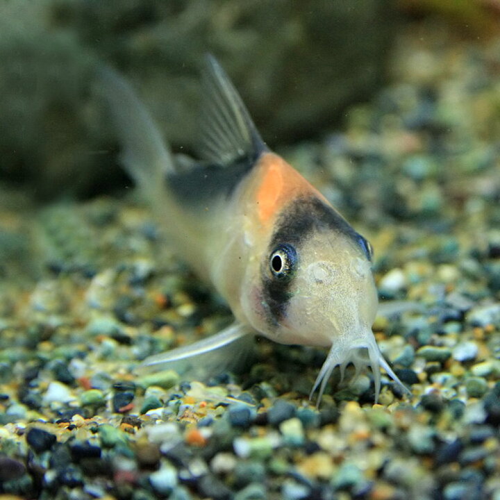 楽天市場 熱帯魚 生体 コリドラス アドルフォイ 約３cm １匹 水槽 熱帯魚 観賞魚 飼育 生体 通販 販売 アクアリウム あくありうむ 小型 ネオス 楽天市場店