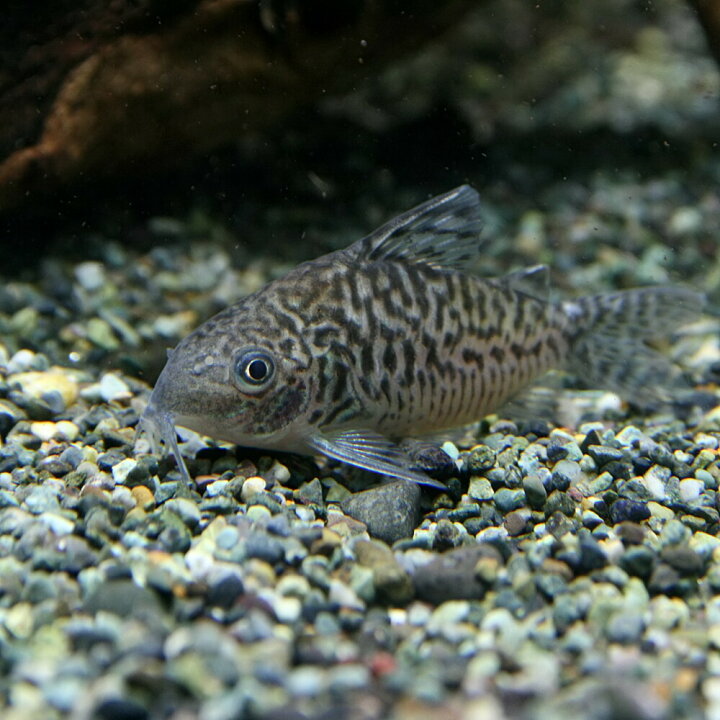 楽天市場 熱帯魚 生体 コリドラス ソダリス 約３cm １匹 水槽 熱帯魚 観賞魚 飼育 生体 通販 販売 アクアリウム あくありうむ 小型 ネオス 楽天市場店