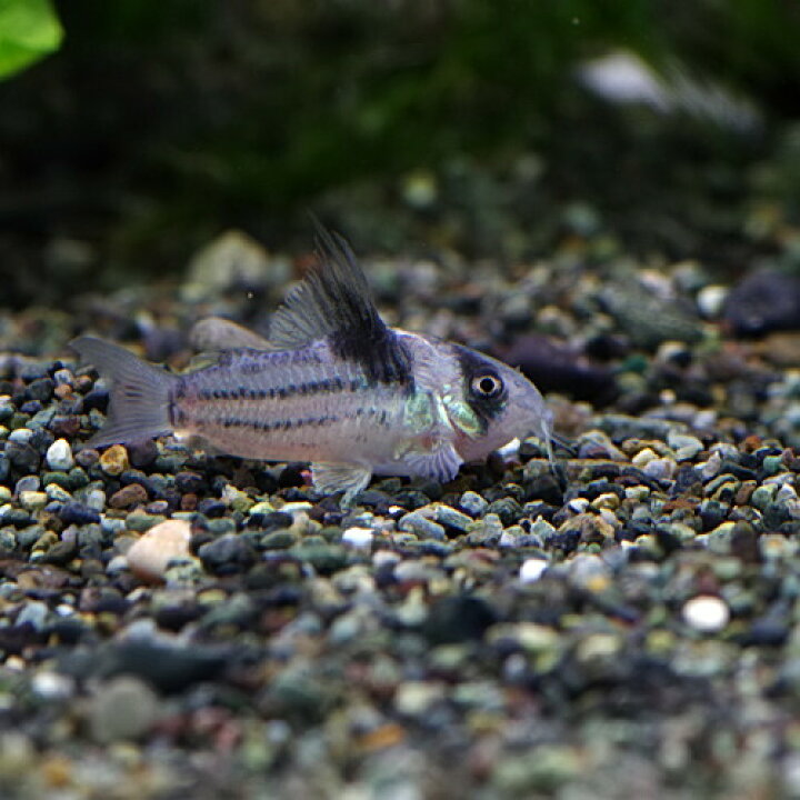楽天市場】(熱帯魚 生体)コリドラス コルレア【国産】（約3cm）（1匹 