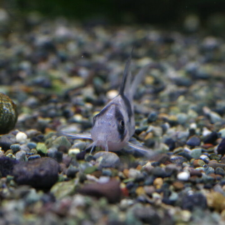 楽天市場】(熱帯魚 生体)コリドラス コルレア【国産】（約3cm）（1匹 