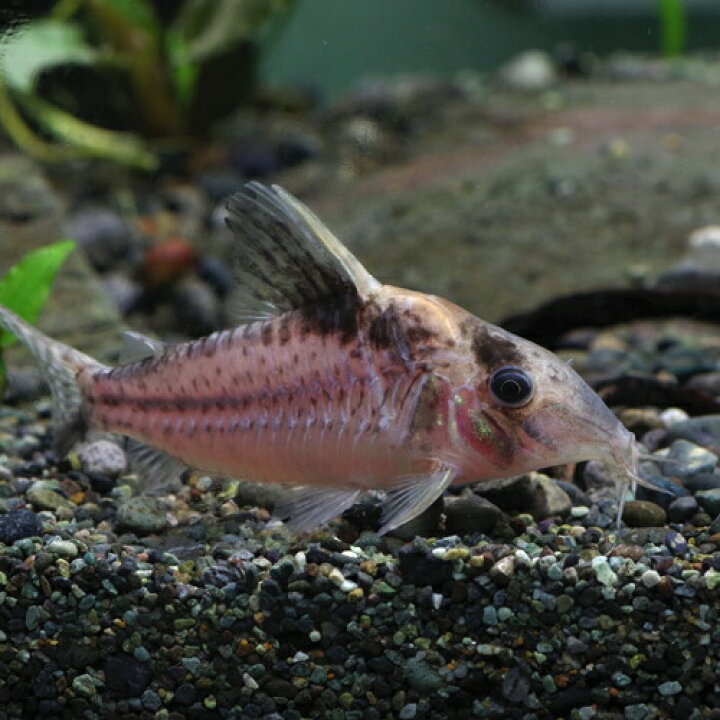 楽天市場 熱帯魚 生体 コリドラス ロブスタス 約６ ７cm １匹 水槽 熱帯魚 観賞魚 飼育 生体 通販 販売 アクアリウム あくありうむ 小型 ネオス 楽天市場店