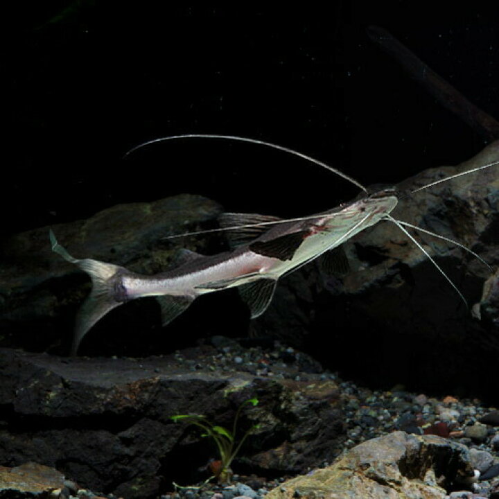 楽天市場】(熱帯魚 生体)ゴスリニアキャット （約20cm）（1匹 