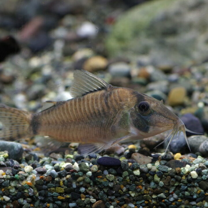 楽天市場 熱帯魚 生体 コリドラス シムラータス 約 Cm １匹 水槽 熱帯魚 観賞魚 飼育 生体 通販 販売 アクアリウム あくありうむ 小型 ネオス 楽天市場店