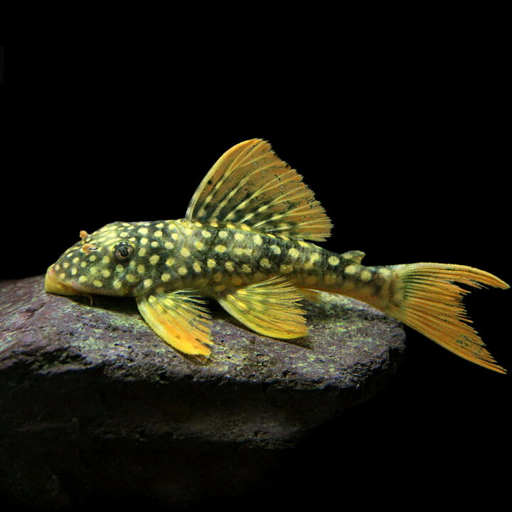 楽天市場】(熱帯魚 生体)ゴールドエッジマグナムプレコ （約10cm 