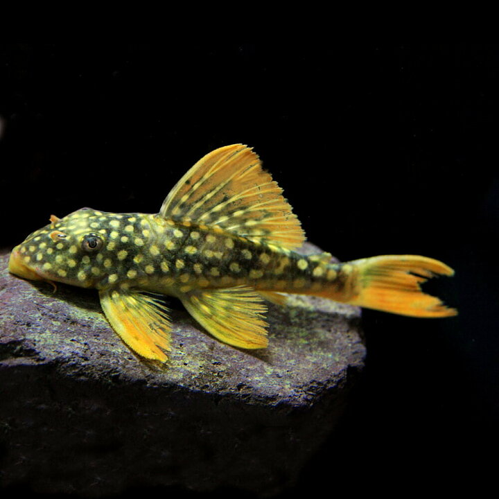 楽天市場】(熱帯魚 生体)ゴールドエッジマグナムプレコ （約10cm 