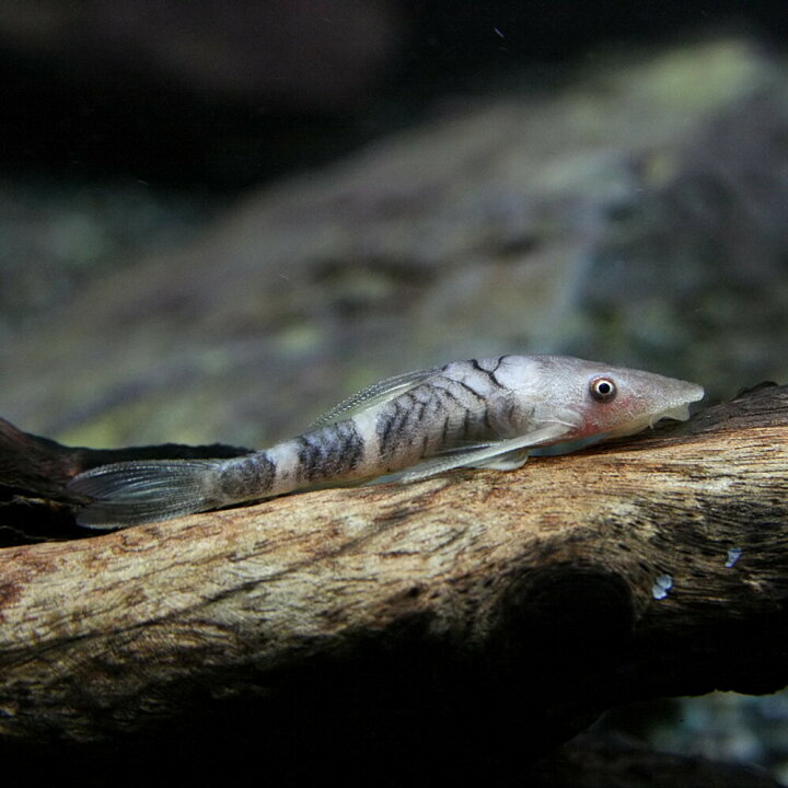 楽天市場 熱帯魚 生体 ボルケーノオトシン 約2 5cm 1匹 水槽 熱帯魚 観賞魚 飼育 生体 通販 販売 アクアリウム あくありうむ 小型 ネオス 楽天市場店 楽天市場 熱帯魚 生体 ボルケーノオトシン 約2 5cm 1匹 水槽 熱帯魚 観賞魚 飼育 生体 通販 販売 アクアリウム あくありうむ 小型 ネオス 楽天市場店