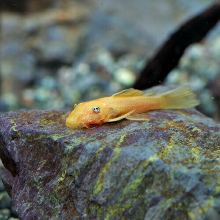 楽天市場 熱帯魚 生体 ブルーアイゴールデンミニブッシープレコ 約２ ５ ３cm １匹 水槽 熱帯魚 観賞魚 飼育 生体 通販 販売 アクアリウム あくありうむ 小型 ネオス 楽天市場店