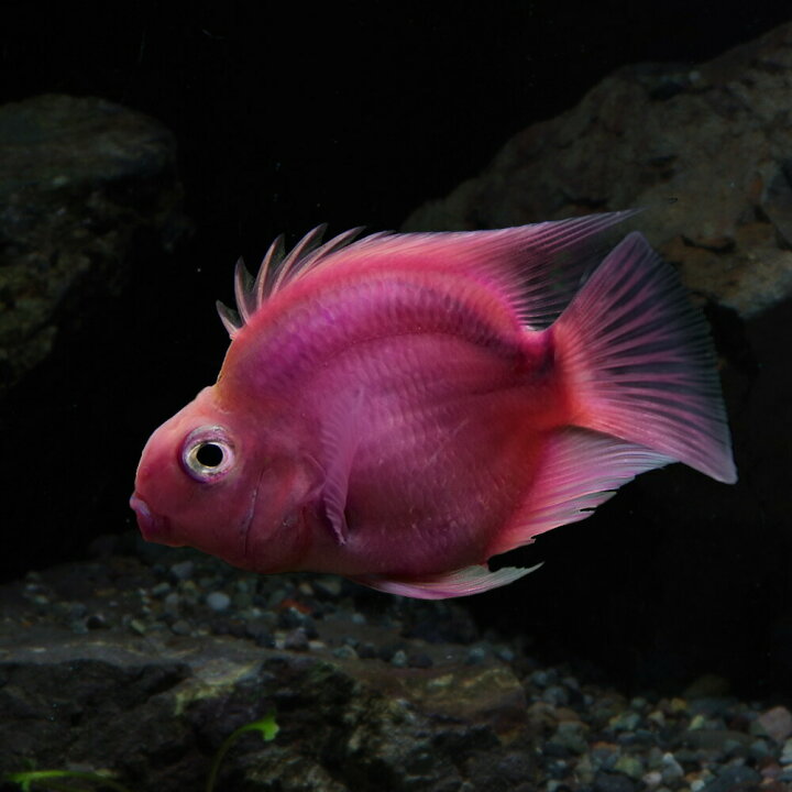楽天市場 熱帯魚 生体 ラベンダーパロットファイヤーシクリッド 約５cm １匹 水槽 熱帯魚 観賞魚 飼育 生体 通販 販売 アクアリウム あくありうむ 小型 ネオス 楽天市場店