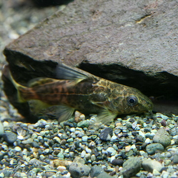 楽天市場】(熱帯魚 生体)シノドンティス アフロフィシェリ （約8cm 