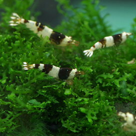 楽天市場 熱帯魚 色別熱帯魚 黒 ネオス 楽天市場店 楽天市場 熱帯魚 色別熱帯魚 黒 ネオス 楽天市場店