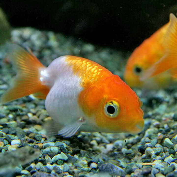楽天市場】(金魚 生体)ライオンヘッドランチュウ （約3cm）（1匹 