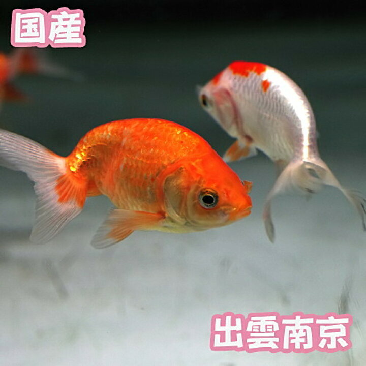 楽天市場】(金魚 生体)出雲南京（約7cm）（1匹）【水槽/熱帯魚/観賞 
