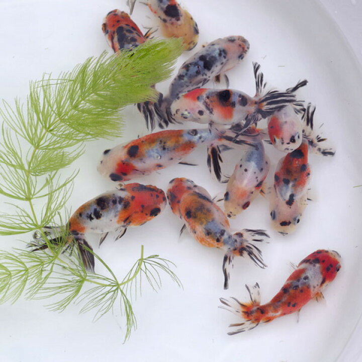 楽天市場 金魚 生体 国産 江戸錦 ５ ６cm １匹 水槽 熱帯魚 観賞魚 飼育 生体 通販 販売 アクアリウム あくありうむ 小型 ネオス 楽天市場店