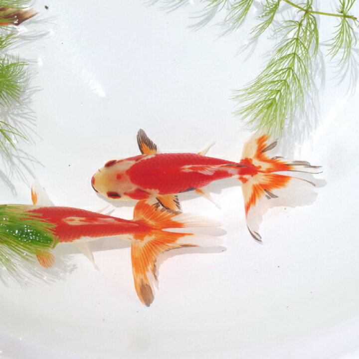 楽天市場】(金魚 生体)国産 ジャンボオランダ （約15cm）（1匹 