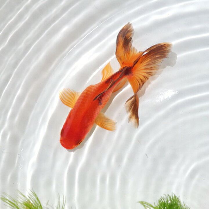 楽天市場】(金魚 生体)国産 ジャンボオランダ （約15cm）（1匹 