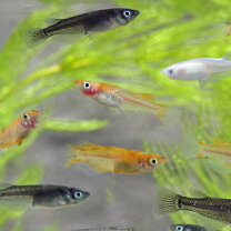 楽天市場】メダカ 100匹（熱帯魚・アクアリウム｜ペット・ペットグッズ 