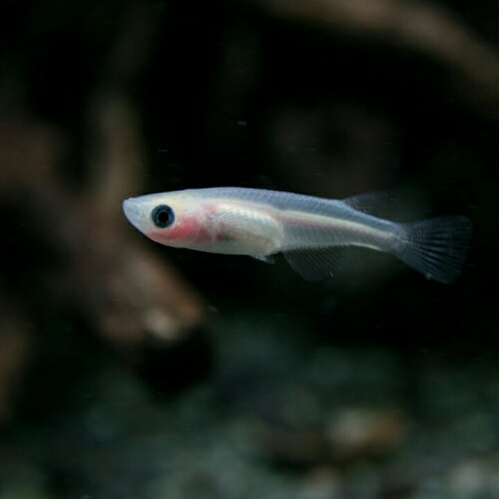 楽天市場 今だけ エサ用ミジンコ付 めだか スケルトンパンダメダカ 約２cm １匹 水槽 熱帯魚 観賞魚 飼育 生体 通販 販売 アクアリウム あくありうむ 小型 ネオス 楽天市場店