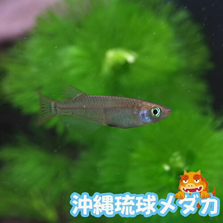 楽天市場 今だけ エサ用ミジンコ付 めだか 沖縄琉球メダカ １匹 水槽 熱帯魚 観賞魚 飼育 生体 通販 販売 アクアリウム あくありうむ 小型 ネオス 楽天市場店