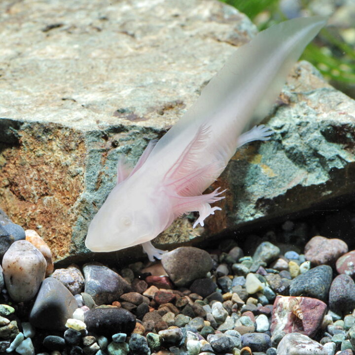 楽天市場 両生類 ウーパールーパー 白 赤目 約4 6cm 1匹 水槽 熱帯魚 観賞魚 飼育 生体 通販 販売 アクアリウム あくありうむ 小型 ネオス 楽天市場店 楽天市場 両生類 ウーパールーパー 白 赤目 約4 6cm 1匹 水槽 熱帯魚 観賞魚 飼育 生体 通販 販売 アクアリウム あくありうむ 小型 ネオス 楽天市場店