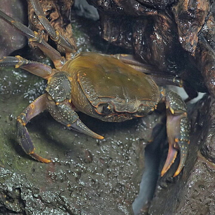 楽天市場 カニ パープルネイルマウンテンクラブ Lサイズ １匹 水槽 熱帯魚 観賞魚 飼育 生体 通販 販売 アクアリウム あくありうむ 小型 ネオス 楽天市場店