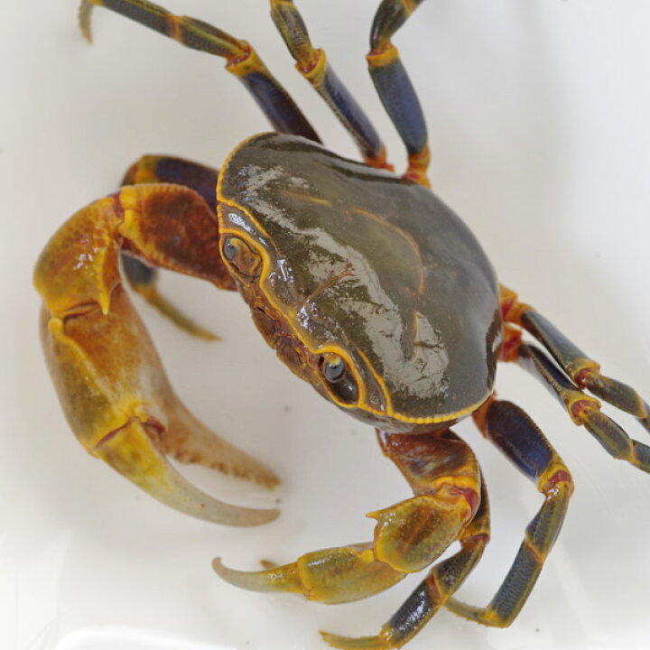 楽天市場 カニ オススメ ブルーレッグ マウンテンクラブ ｌサイズ 1匹 水槽 熱帯魚 観賞魚 飼育 生体 通販 販売 アクアリウム あくありうむ 小型 ネオス 楽天市場店